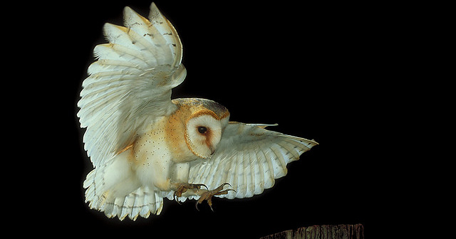 Western Barn Owl (Tyto alba) in flight by Andy Harmer - The Owl Pages