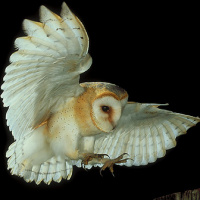 Western Barn Owl