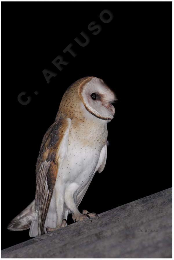 A young American Barn Owl looks up into the night sky by Christian Artuso