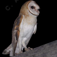 American Barn Owl