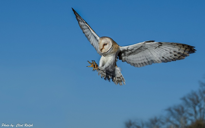 Barn Owl landing with feet forward and wings outstretched by Clint Ralph