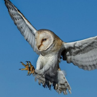 Western Barn Owl