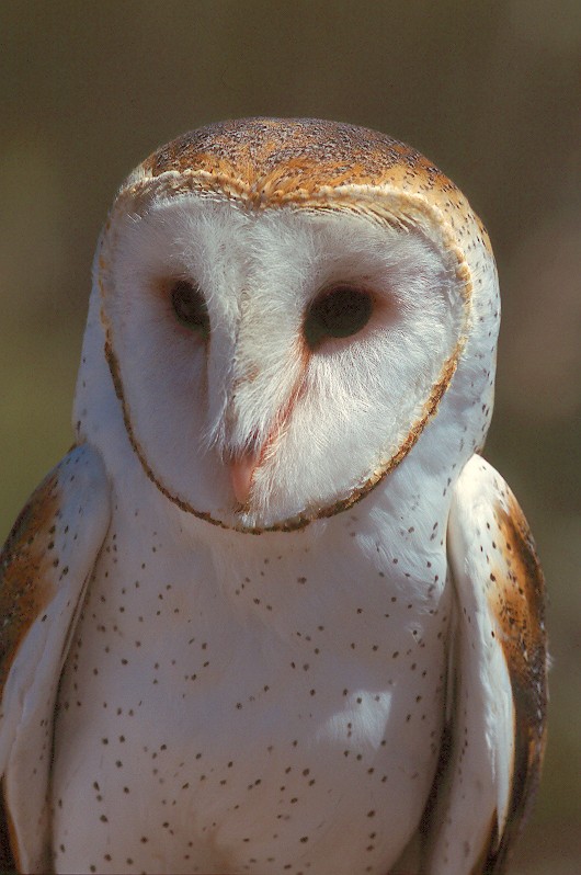 Close up portrait of a Barn Owl by Jared Hobbs
