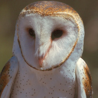 American Barn Owl