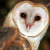 American Barn Owl