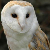 Western Barn Owl