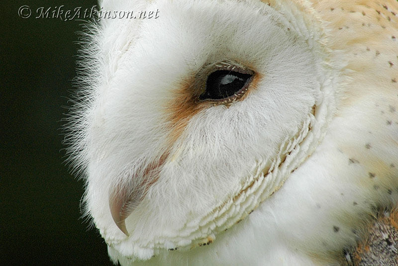 Extreme close up side profile of a Barn Owls face by Mike Atkinson