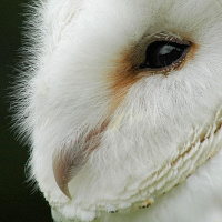 Western Barn Owl