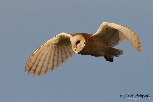 Side on photograph of a Barn Owl in flight by Nigel Blake