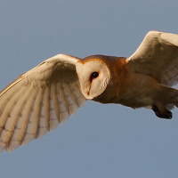 Western Barn Owl