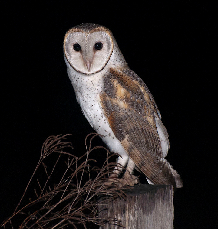 A stunning portrait of a Barn Owl on a fence post at night by Richard Jackson