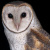 Eastern Barn Owl