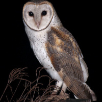 Eastern Barn Owl