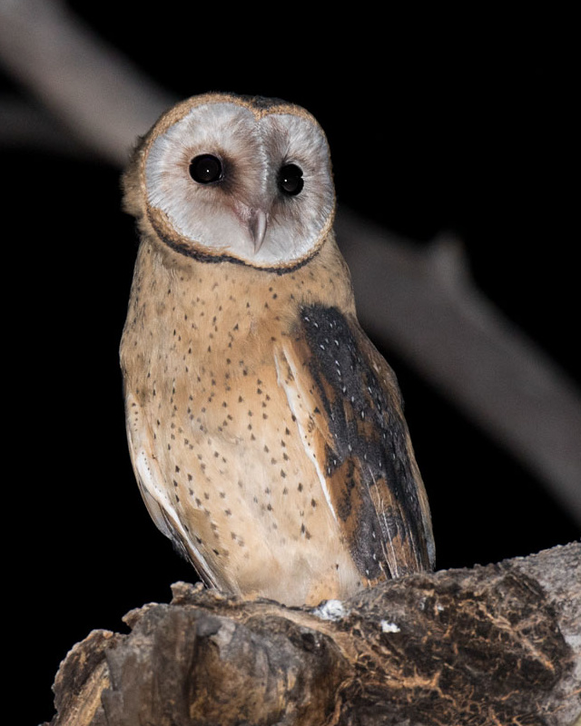 Western Barn Owl stands on a tree snag at night by Richard Jackson