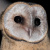 Western Barn Owl