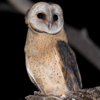 Western Barn Owl