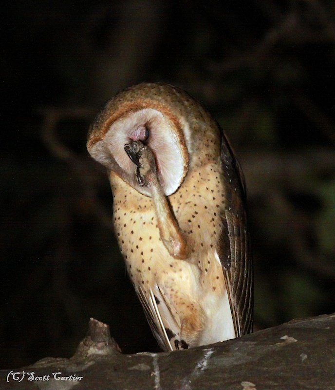 An unusual image of a Barn Owl rubbing its eye with its foot by Scott Cartier