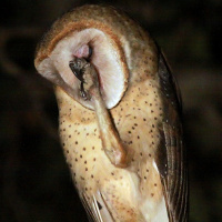 American Barn Owl