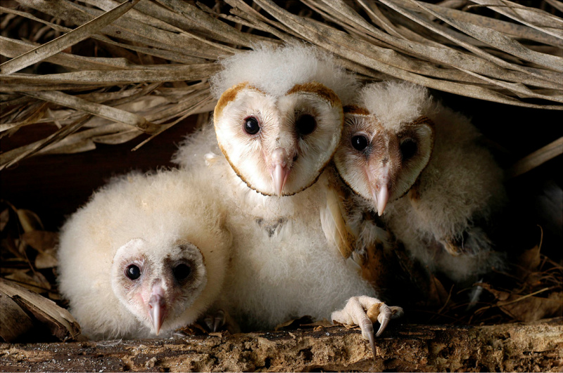 Three cute fluffy Barn Owl chicks looking at you from their nest by Nunes D'Acosta