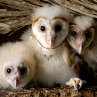 American Barn Owl