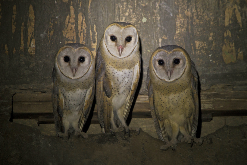 Three Eastern Barn Owls standing together in an abandoned building by Vickey Chauhan