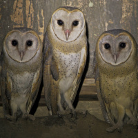 Eastern Barn Owl