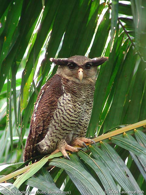 Barred Eagle Owl perched on a palm branch by Laurence Poh