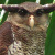 Barred Eagle Owl