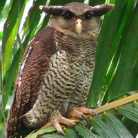 Barred Eagle Owl