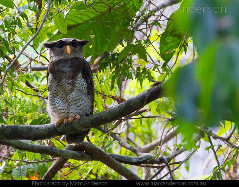 Barred Eagle Owl at roost among the leaves by Marc Anderson