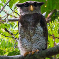 Barred Eagle Owl