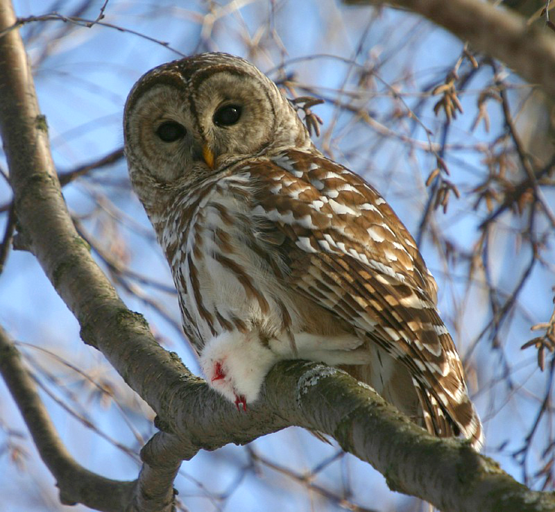 Barred Owl at roost holding a dead animal by Art Mcleod