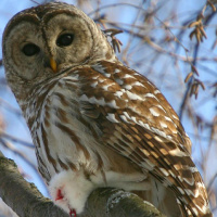 Barred Owl