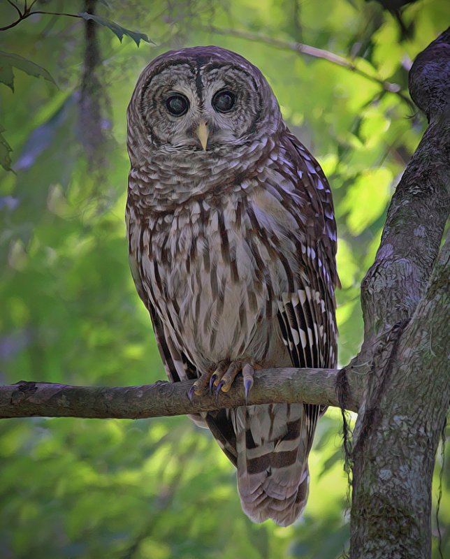 Close frontal view of a Barred Owl in a small tree by Ashley Hockenberry