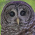 Barred Owl