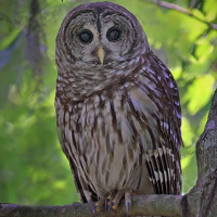 Barred Owl