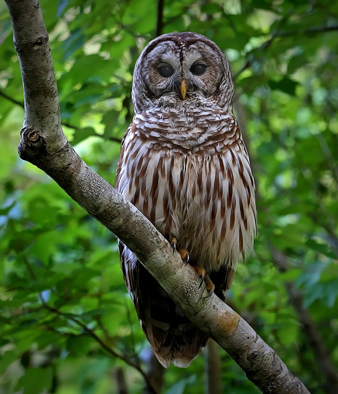 Close view of a Barred Owl on a branch out in the open by Ashley Hockenberry