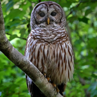 Barred Owl