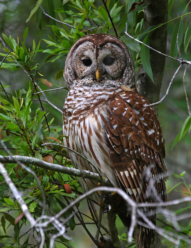 Barred Owl at roost in the foliage by Ashley Hockenberry