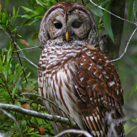 Barred Owl