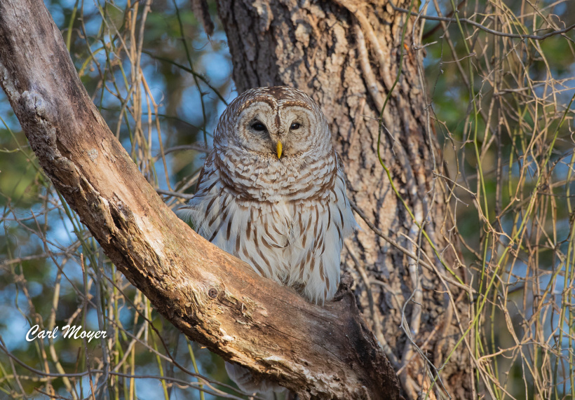 Barred Owl roosts in the fork of a tree by Carl Moyer