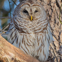 Barred Owl