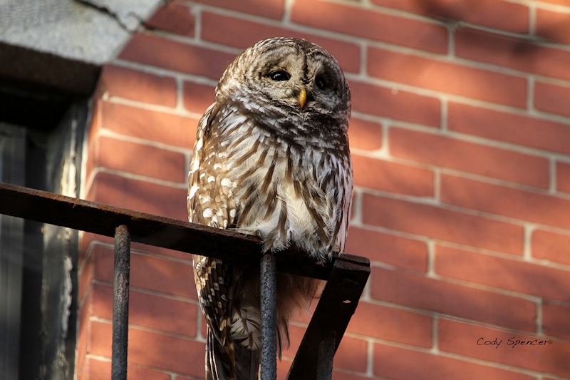 Barred Owl perched on a metal railing by Cody Spencer