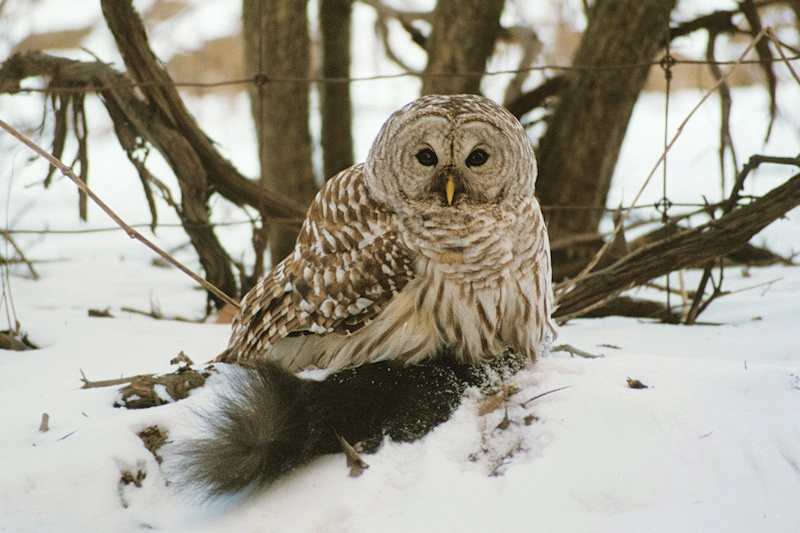 Barred Owl sitting on squirrel prey in the snow by Collin Tanner