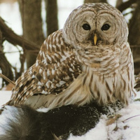 Barred Owl