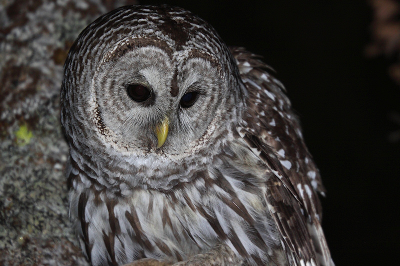 Close up photo of a Barred Owl looking down at night by Kameron Perensovich
