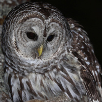 Barred Owl