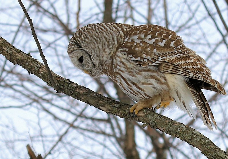 Side view of a Barred Owl walking up a branch by Leslie Abram