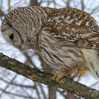 Barred Owl