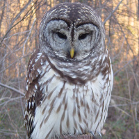 Barred Owl